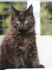 Kotka Maine Coon, Super Charakter i kolor, Gotowa do Odbioru - 1