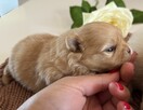 Szpic miniaturowy Pomeranian- Suczka - 5