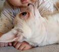 Chihuahua - 2