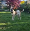 9 miesięczna Santa o niepowtarzalnej urodzie do adopcji - 2