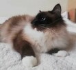 Kocięta Ragdoll z rodowodem i wyprawką - 8