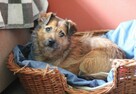 Mały, łagodny Feluś do adopcji. - 4