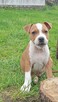 American Staffordshire Terrier - 1