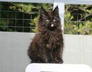 Kotka Maine Coon, Super Charakter i kolor, Gotowa do Odbioru - 2