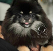 Szpic miniaturowy mini.Pomeranian Lakisha - 6