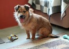 Mały, łagodny Feluś do adopcji. - 8