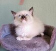 Kocięta Ragdoll z rodowodem i wyprawką - 3