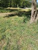 Sprzątanie mieszkań ogrodów koszenie trawy - 1