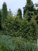 Sprzedam działkę rekreacyjną -ogrodową Rod - 1