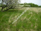 Działka Budy mszczonowskie - 6