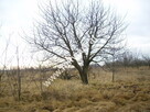 Działka Puszcza mariańska - 3