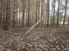 2500 m2 -urocza działka przy lesie z MPZP - 5
