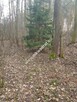 2500 m2 -urocza działka przy lesie z MPZP - 6