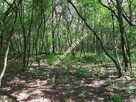Działka budowlana w otoczeniu lasu - 4