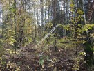 działka zadrzewiona z planem zagospodarowania - 4