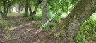 Piękna z Bukową Aleją wydane WZ 4 km od Sochaczewa - 5
