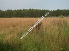 Siestrzeń działka 1500m2 - 1