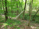 DZIAŁKI LEŚNE Z PRAWEM ZABUDOWY - 4