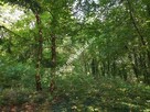 CIEKAWA działka w ścisłym centrum Podkowy L. - 4