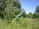 Działka budowlana w malowniczym Żółwinie - 4