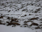 Działka 6450 m2 z domem i halą. - 3