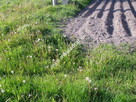 Działka 6450 m2 z domem i halą. - 11