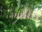 Działka blisko 2 ha do podziału - 2
