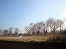 Działka Chlebnia 3km od Grodziska Maz. - 2