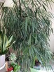Gratis oddam - 2