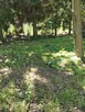 Sprzątanie mieszkań ogrodów koszenie trawy - 5