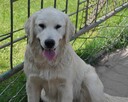 Golden retriever 8 miesięczne - 3