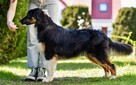 Owczarek australijski typ amerykański - 1