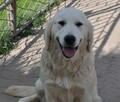 Golden retriever 8 miesięczne - 14