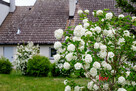 Działka budowlana Napachanie gm. Rokietnica, Poznańska - 8