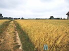 Działka budowlana Józefów-Pociecha gm. Jastków, - 5