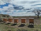 Chętnej osoby do prac pasiecznych - 1