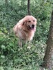 Szczeniaki Golden Retriver - 6