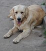 Golden retriever 8 miesięczne - 7