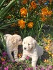 Szczeniaki Golden Retriver - 3