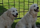 Golden retriever 8 miesięczne - 8