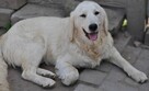 Golden retriever 8 miesięczne - 9