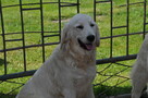 Golden retriever 8 miesięczne - 15