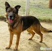 RASTI - cudowny owczarek porzucony za kratami, ADOPTUJ - 1