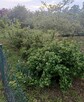 13500 zł okazja działka ROD ul. spokojna ,, Szarotka,, - 6