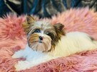 York Matylda niebieskie oko. Biała Unikatowa. Luxusowa. - 2