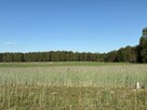 Sprzedam dzialke na Kalinie obok Gniezna, obok las i jezioro - 1