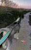 Husky Syberia - 2