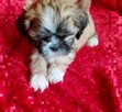 Lhasa apso slodkie maluszki - 3