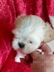 Lhasa apso slodkie maluszki - 2