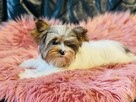 York Matylda niebieskie oko. Biała Unikatowa. Luxusowa. - 5